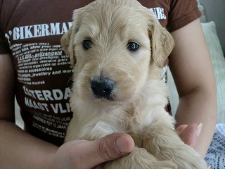 ゴールデンドゥードル　子犬